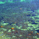 Illustration for article titled Scientists reveal origin of mysterious sea circles (spoiler: emnot/em human)